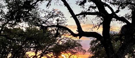 Una vista al atardecer a través de un parque con árboles y una cerca de madera.