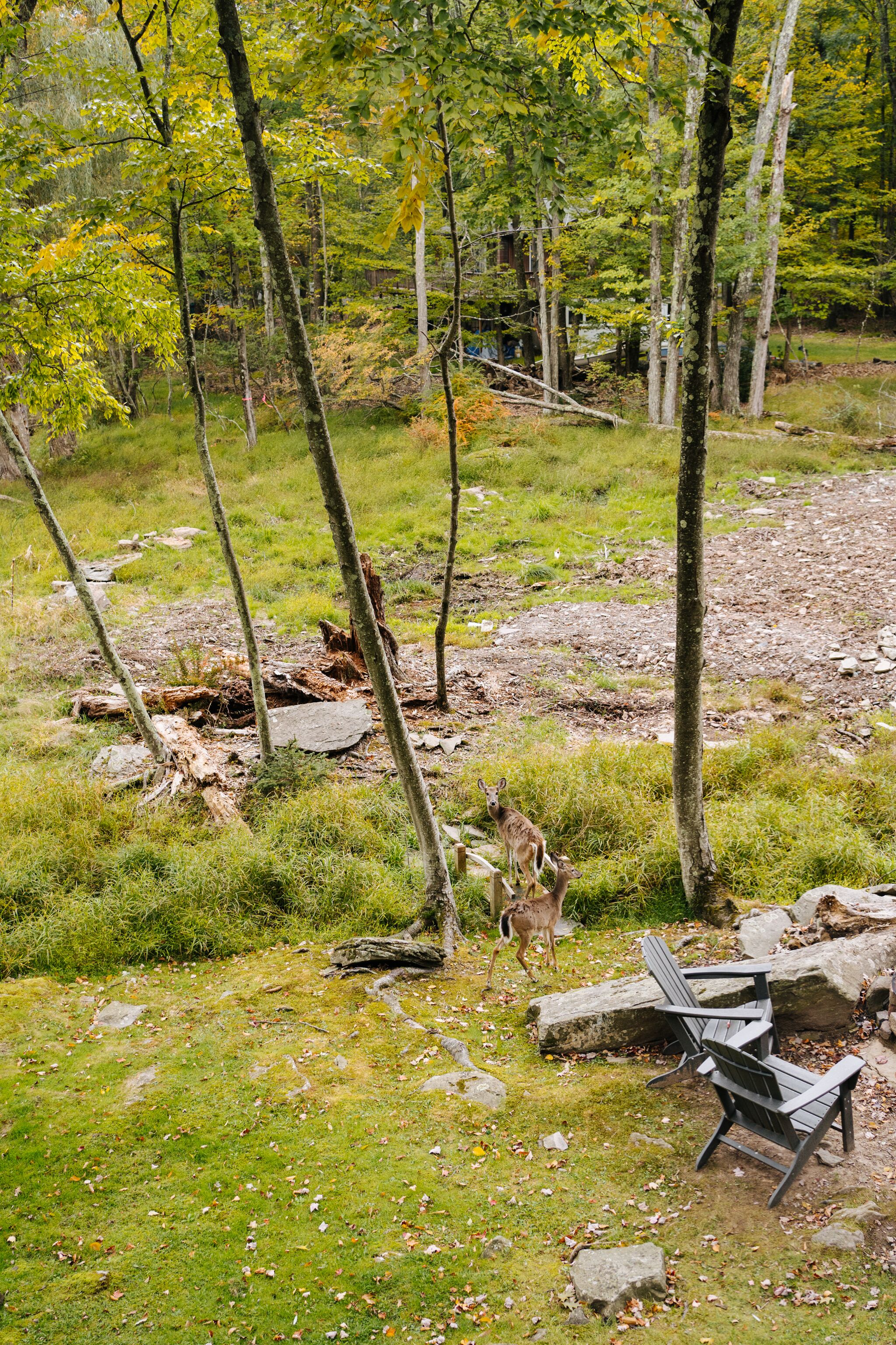 Luonnonmukainen ulkotila, jossa on puinen penkki, puita ja peura taustalla.