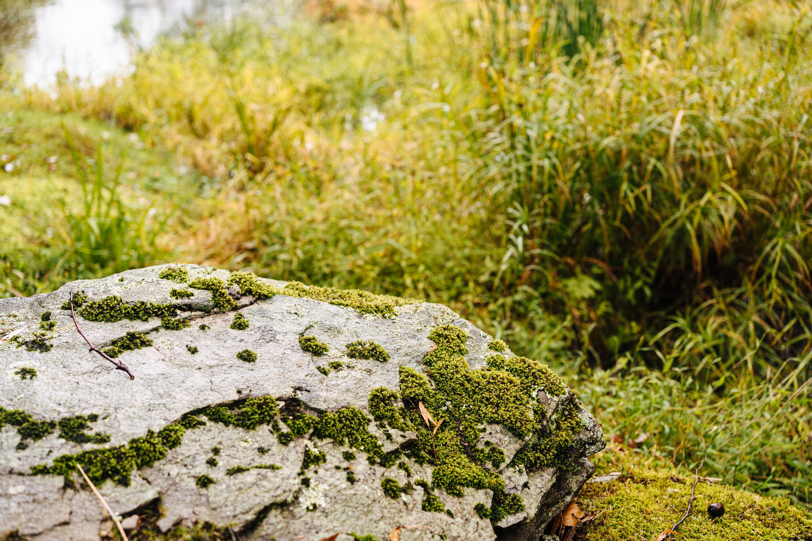 A moss-covered rock in a natural setting.