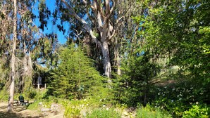 Un espacio natural al aire libre con árboles, arbustos y una mesa de picnic.