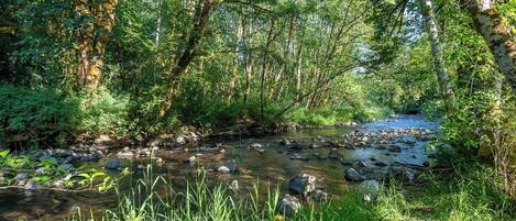 A natural stream surrounded by dense greenery and trees.