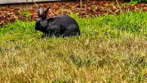 Un conejo negro sentado sobre la hierba frente a una casa de madera con una planta y flores moradas cerca.