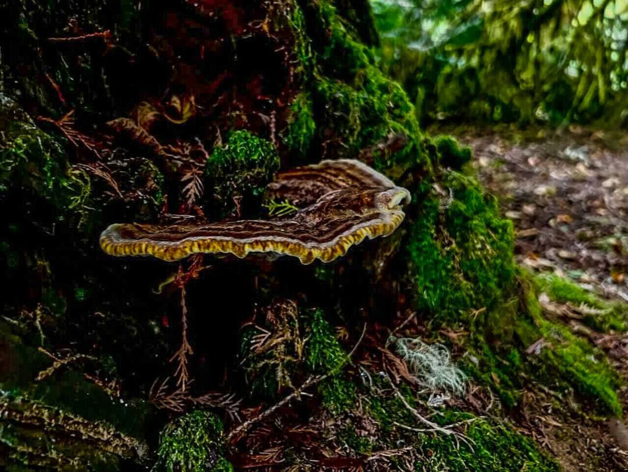 Un hongo creciendo sobre un tronco de árbol cubierto de musgo en un bosque.