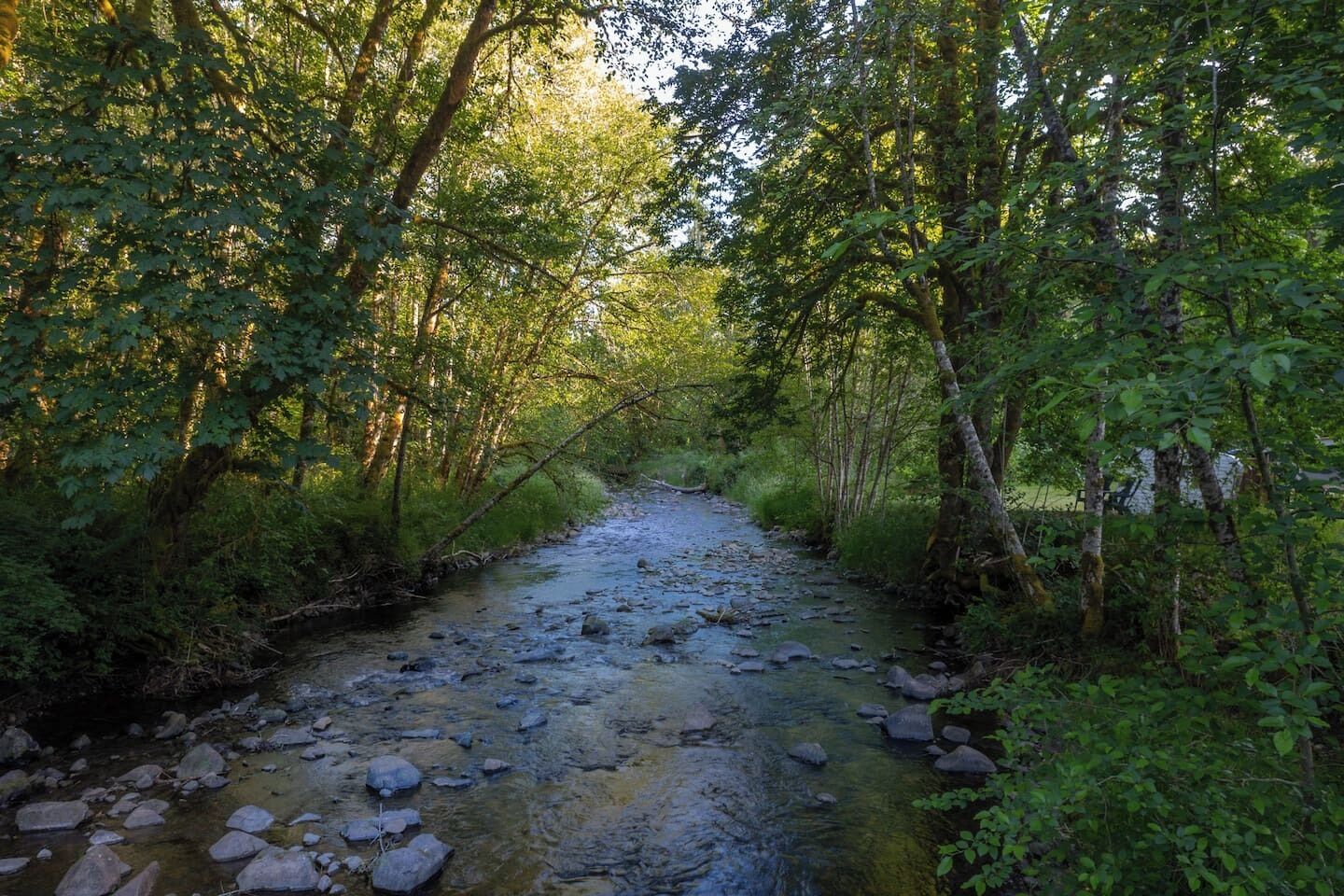 A narrow stream with rocks and dense foliage on both sides.