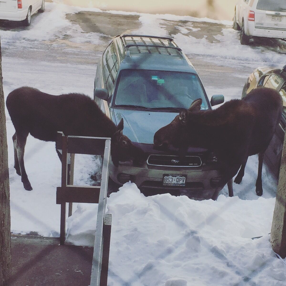 Lumiseen paikkaan pysäköity auto, jonka vieressä maassa seisoo kaksi koiraa ja auton kylkeen nojaa tikapuut.