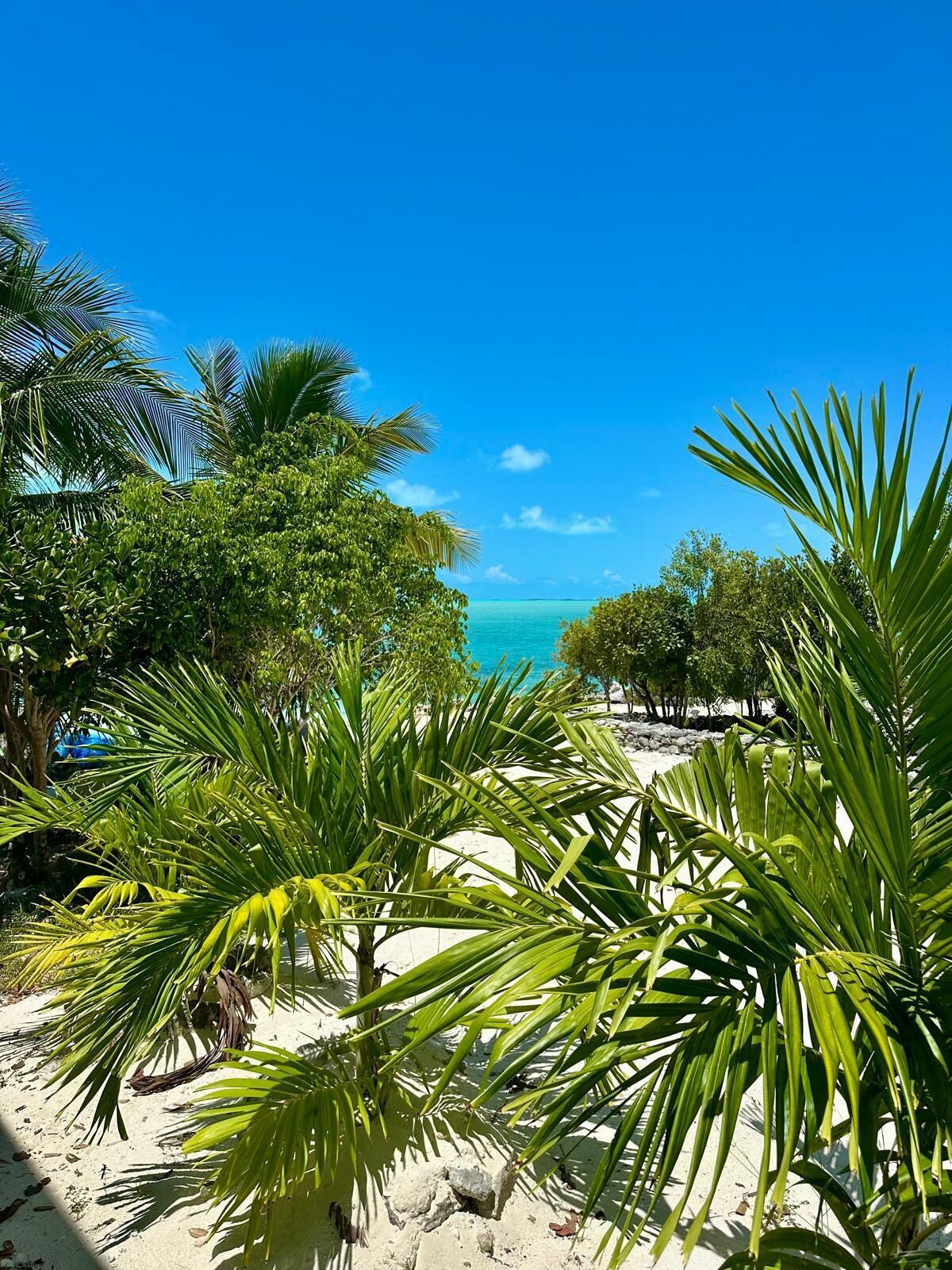 A beach with palm trees and a clear blue sky.