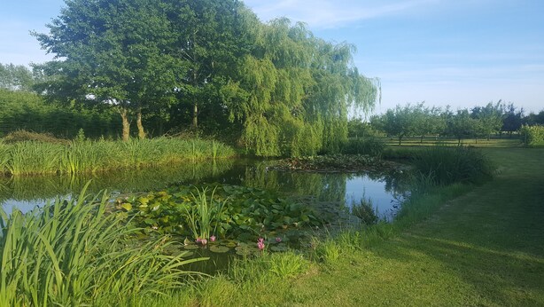 A tranquil pond surrounded by lush greenery and trees. - Agermosegaard Hyggeligt Feriehus – Landlig idyl i Barløse, Fyn Golf & Cykelruter (Assens)