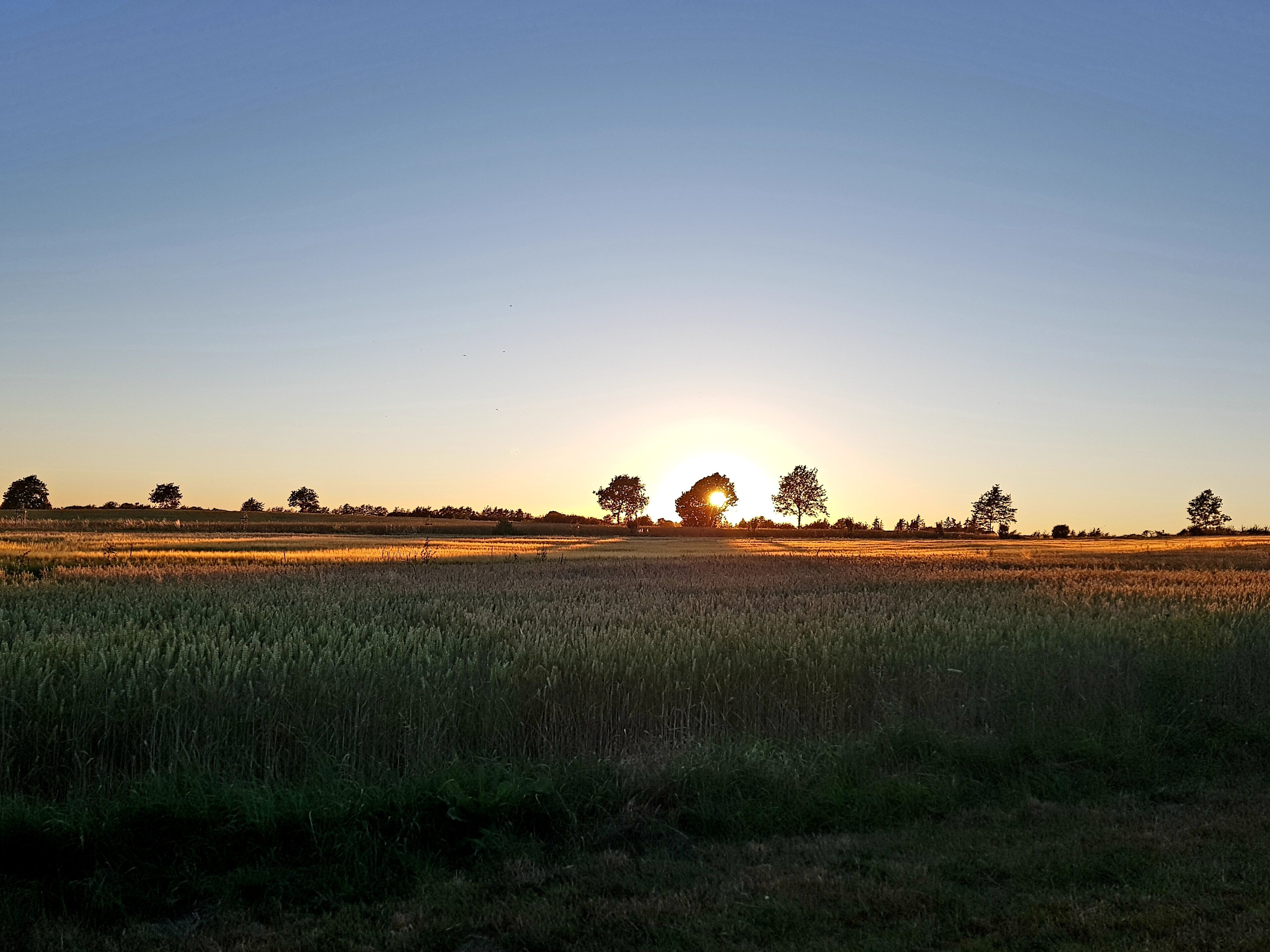 A wide-open field with a clear sky and a setting sun in the distance.