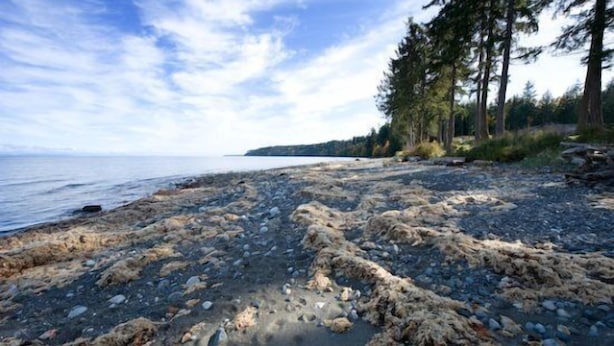 A rocky beach with trees and a clear sky.