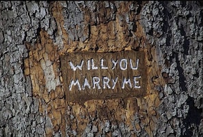 A tree bark with a carved message that reads "WILL YOU MARRY ME".