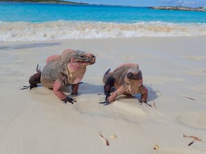 On the beach, sun-loungers, beach towels