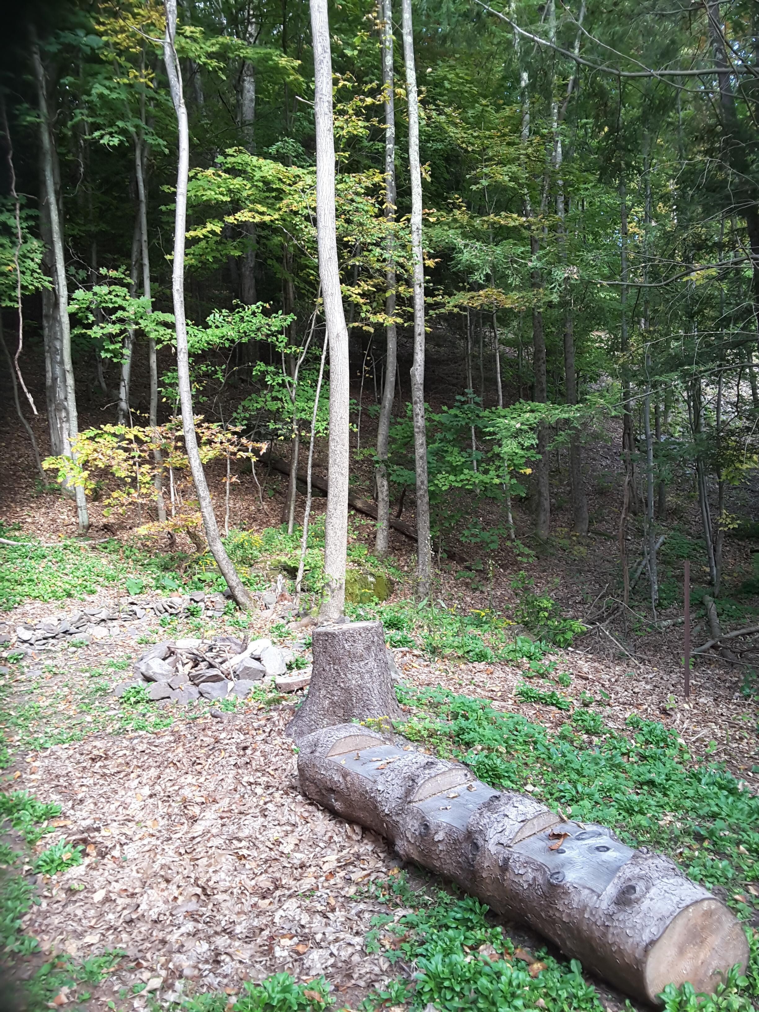 Un bosque con un tronco grande y un tocón en el suelo.