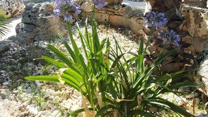 Un jardín con una palmera, una maceta grande y flores moradas.