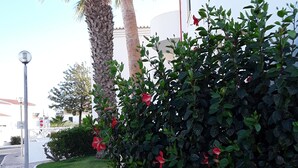 A paved pathway, a white curb, green bushes with red flowers, a palm tree, and a building with a white facade.