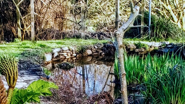 Un jardin agrémenté d’un petit ruisseau, de rochers et de différentes espèces de plantes.