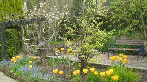 Jardí amb una banca de fusta, una pérgola i diverses plantes que floreixen, incloent-hi tulipes grogues i flors blanques.