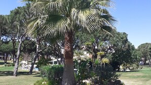 A palm tree in a well-maintained garden with a clear sky. - Luxury 2 Bed Apartment In 5* Villa Sol Village . (Vilamoura)