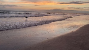Een strand met een vogel in het zand en golven die de kust naderen.