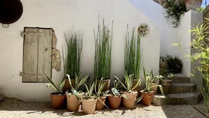 A courtyard with potted plants, a rustic wooden door, and a stone wall.