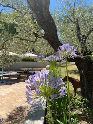 Property grounds - Rome: Villa in the countryside very close to Rome with private pool (Roma)
