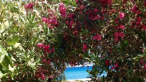 En sti der fører til en strand med lyserøde blomster og grønt løv.