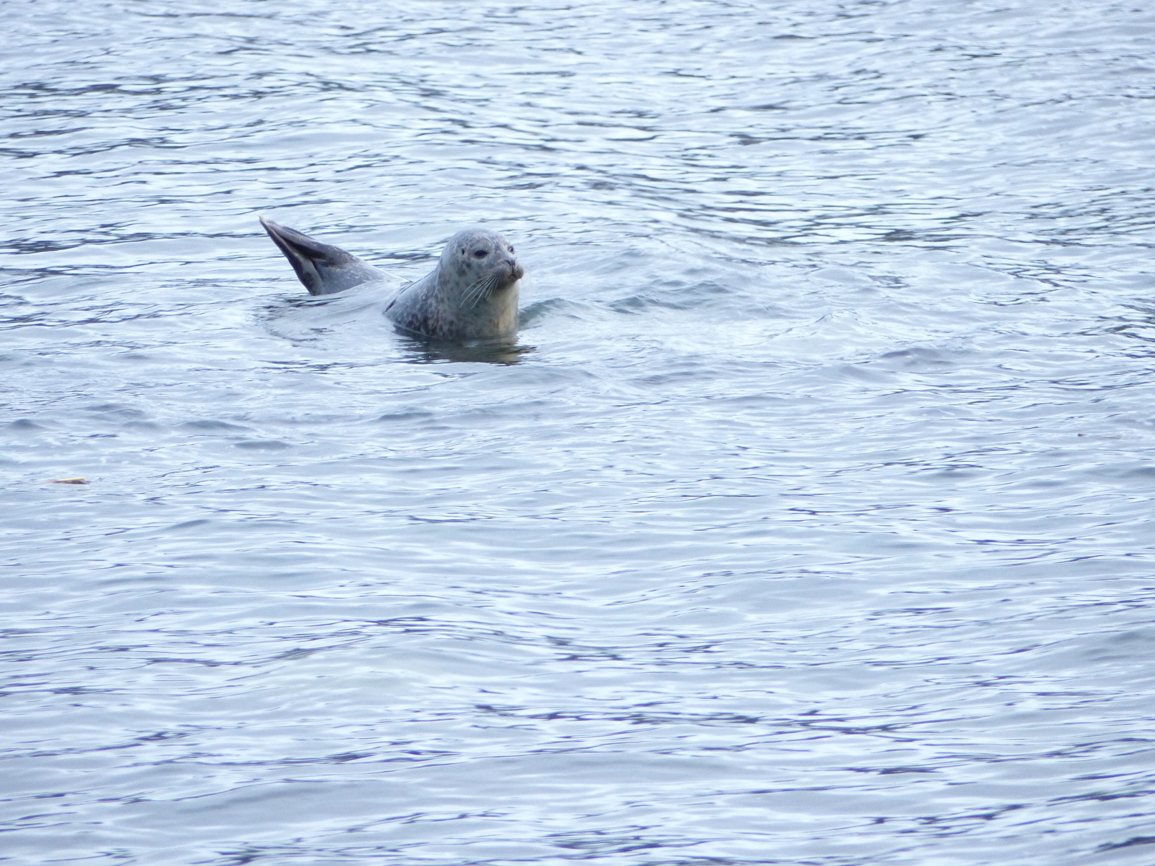 Una foca nadando en aguas tranquilas.