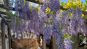 Un'area salotto esterna con pavimento in pietra, sedie in metallo, un tavolo con tovaglia blu e glicini viola che pendono da una pergola in legno.