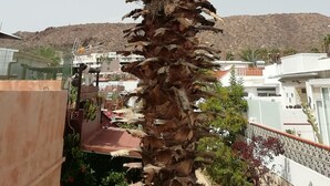 Uma palmeira numa área residencial com edifícios e uma colina ao fundo.