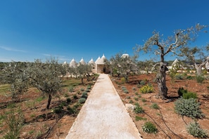 A pathway leading to a building with conical roofs, surrounded by olive trees and a clear blue sky.