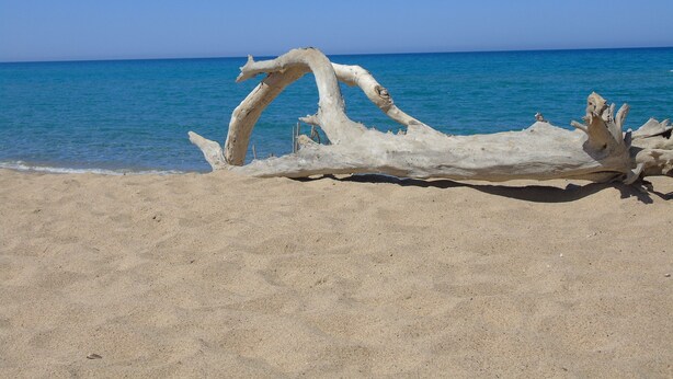 A driftwood piece on a sandy beach with a clear blue sea in the background. - Villa Graziosa (Quartu sant'Elena)