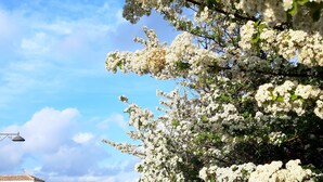 A street lined with white flowering trees, a white wall, and a road with a vehicle. - The Lapwings (Calasetta)