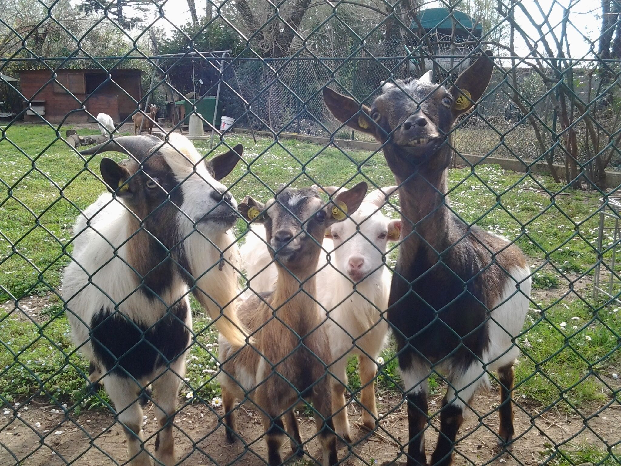 A group of goats behind a chain-link fence in an outdoor area with grass and trees.