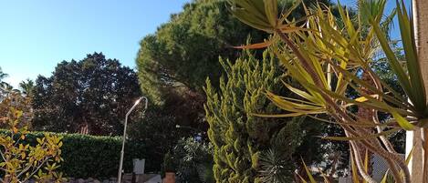 A pool area with a clear view of the pool, surrounded by various plants and trees.