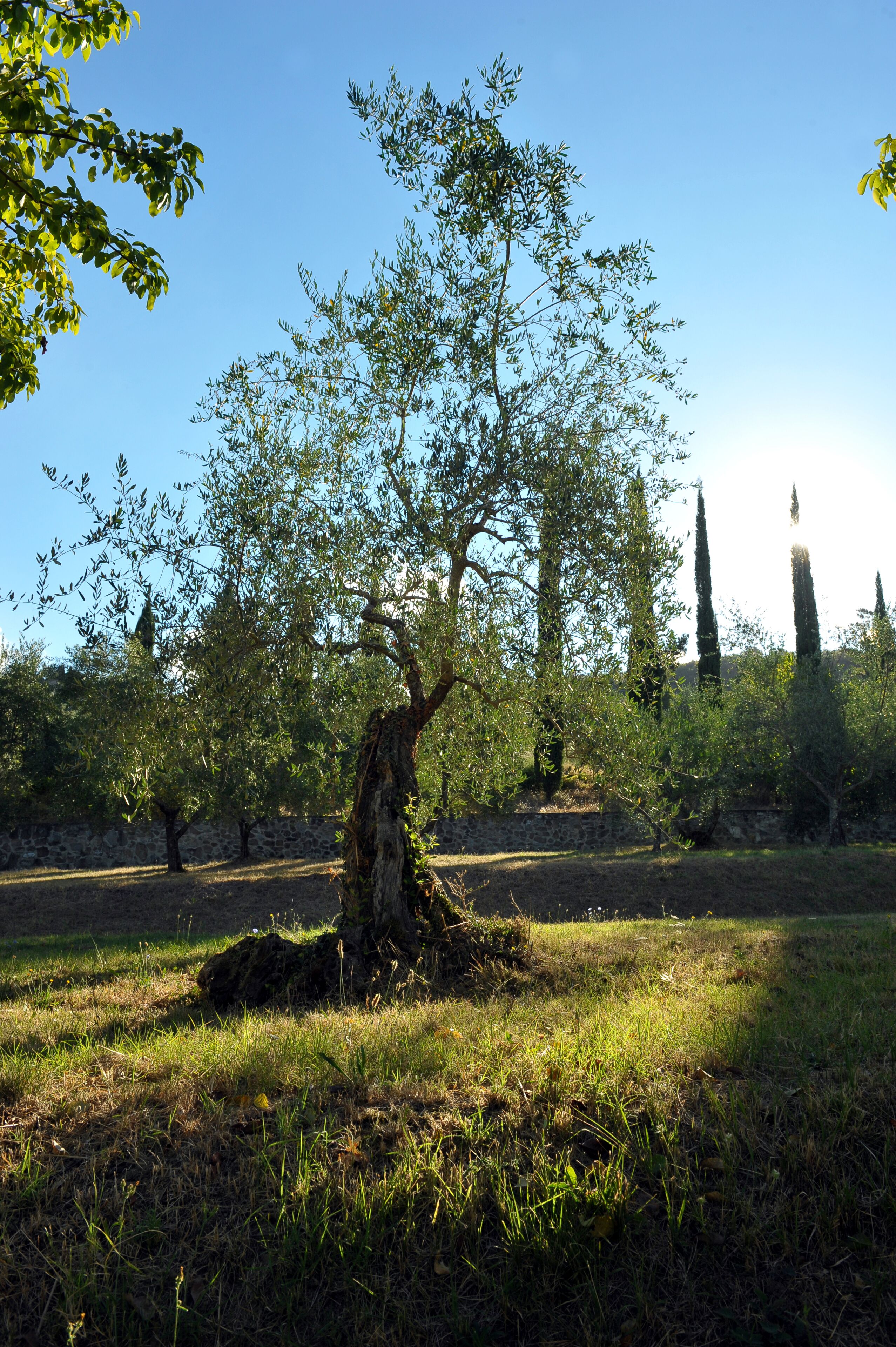A tree with a thick trunk and sparse foliage in a grassy field.