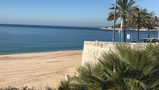 Une plage avec un ciel dégagé, des palmiers et une mer calme.