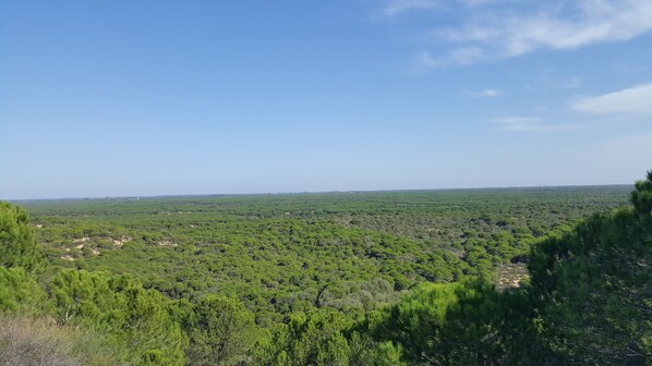 Un paisaje extenso con vegetación densa y cielo despejado.