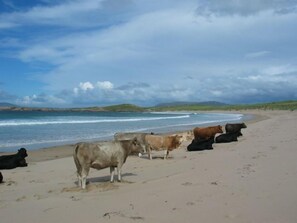 Beach nearby, sun loungers
