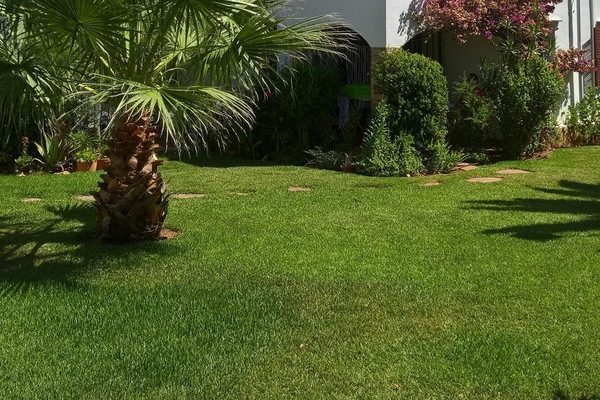 View from the garden