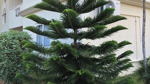 A coniferous tree in front of a building with air conditioning units and a balcony. - Lovely apartment near Flic en Flac beach, the sunniest west coast of Mauritius.  (Les Orchidees)
