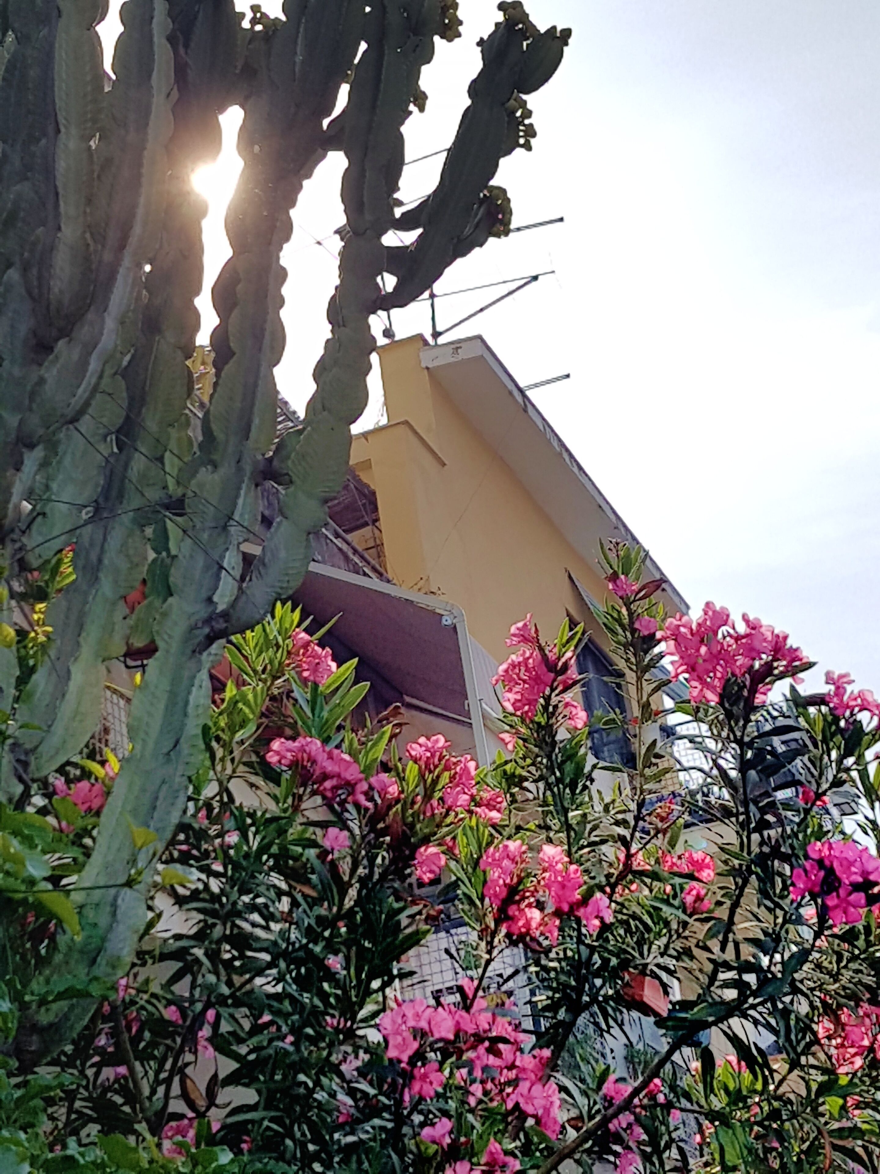 A building with a yellow facade, surrounded by pink flowering plants and a large tree with a rough texture.