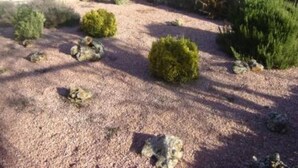 Un espace jardin aménagé avec un sol de gravier, plusieurs petits arbustes et un mur en pierre.