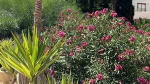 Een tuin met een palmboom en roze bloemen, omringd door begroeiing en gebouwen.