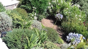 Un jardin aménagé avec une grande variété de plantes et une piscine.
