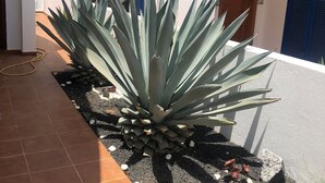 A courtyard with a large agave plant, white buildings with blue shutters, and a stone wall.