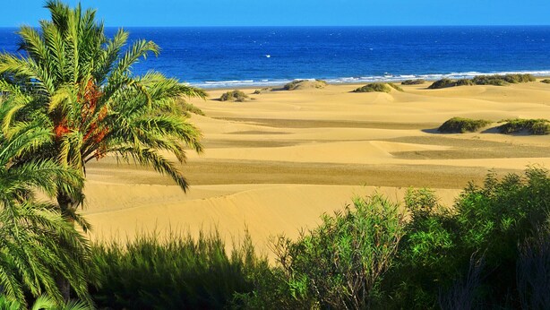 Ein Strand mit Dünen und einer Palme.
