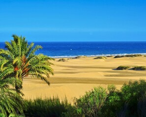 A beach with sand dunes and a palm tree.