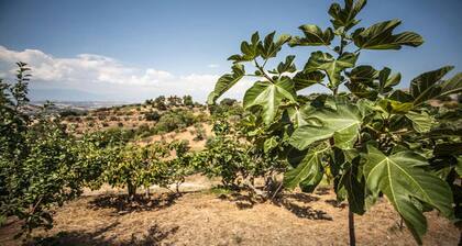 Farmhouse Typical Kitchen Direct Sales Bio Products