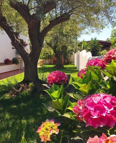 House adjacent to playground with ancient olive trees 