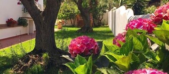 House adjacent to playground with ancient olive trees 
