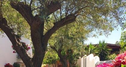 House adjacent to playground with ancient olive trees